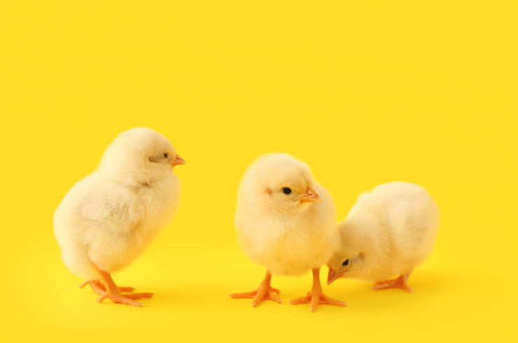 Lakeside Chicken and Eggs Hatchery