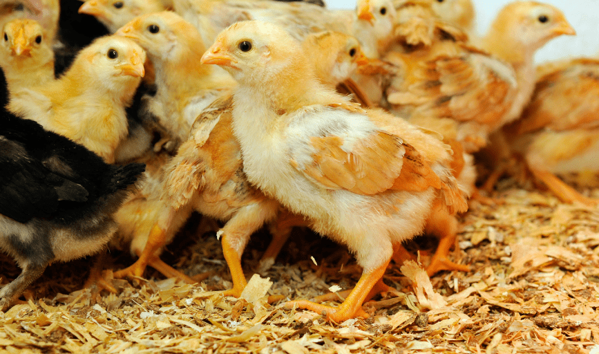 Lakeside Chicken and Eggs Hatchery
